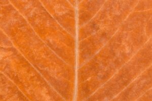 ulnar nerve entrapment exercises